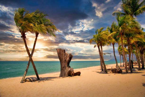istock Two coconut palm tree cross on the tropical beach at sunset 1408687064