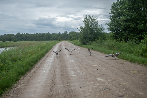 Kaņiera Pilskalna Skatu Tornis - Natural zone in Latvia.