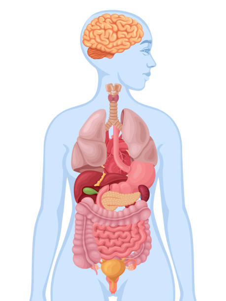 人間の女性の体と臓器の図。人体解剖学。 - anatomical model点のイラスト素材／クリップアート素材／マンガ素材／アイコン素材