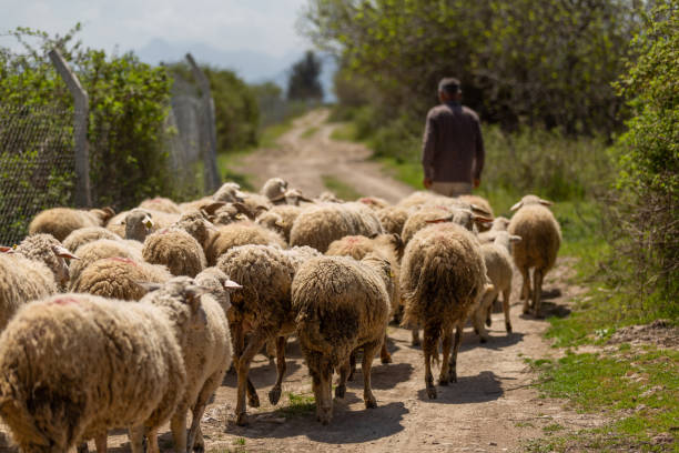 A shepherd grazing his sheep stock photo