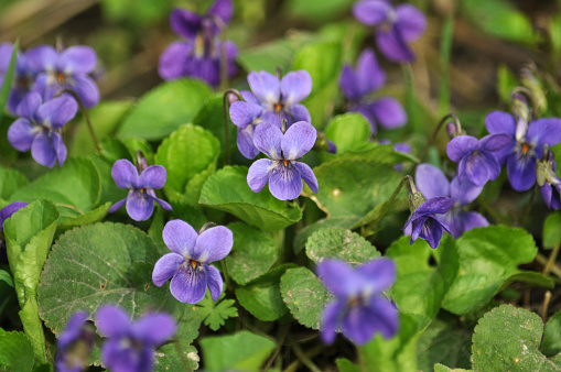 Forest violet close up with leaves and flowers