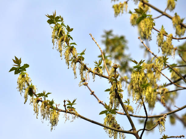 istock Flowering maple on a branch of a tree 1408688884