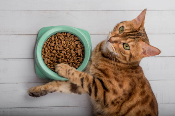 istock Bengal cat on the floor next to cat food. 1408689067