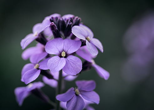 Two dark purple  African Violets flowers on a defocused background.  Shallow depth of field. Selective focus. Floral background