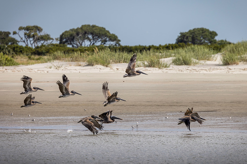 Eastern Brown Pelicans on the coast near Charleston, SC. in Charleston, South Carolina, United States