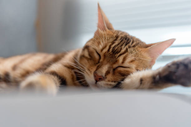 istock Domestic bengal cat sleeps on the couch. 1408689319