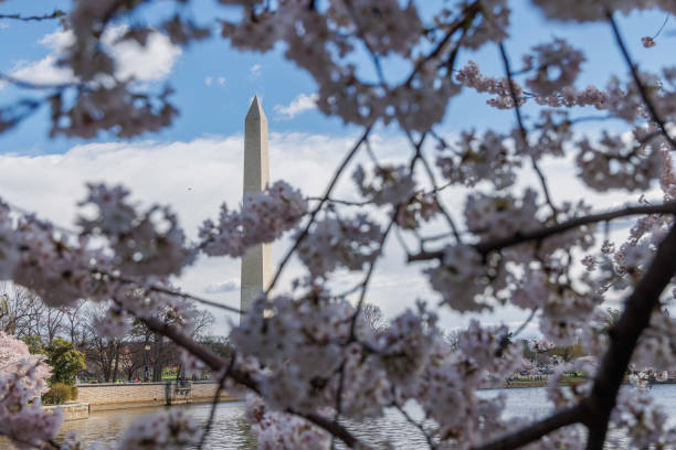 istock Spring cherry blossoms in Washington, DC. 1408690179
