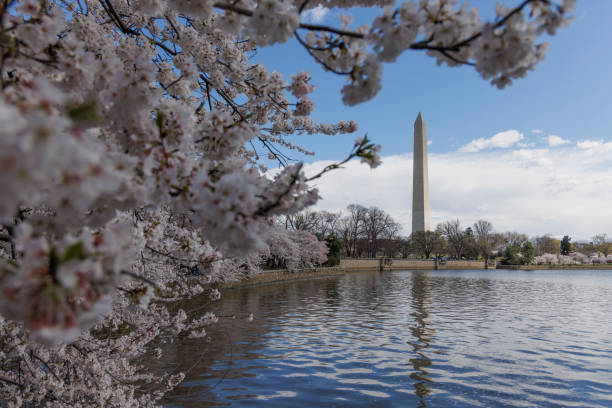 istock Spring cherry blossoms in Washington, DC. 1408690184