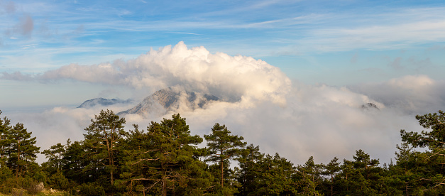 A cloudy mountain peak and pine trees.