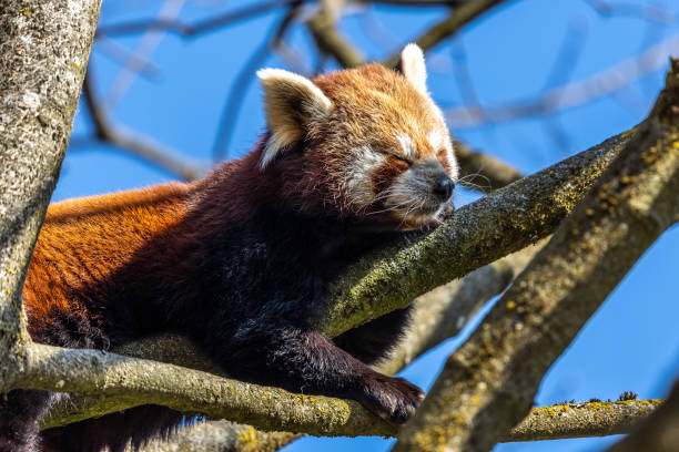istock The red panda, Ailurus fulgens, also called the lesser panda. 1408690960
