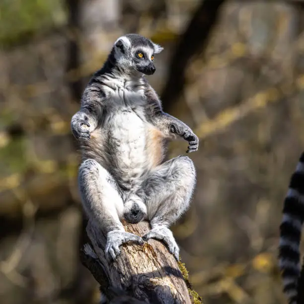 The ring-tailed lemur, Lemur catta is a large strepsirrhine primate and the most recognized lemur due to its long, black and white ringed tail.Like all lemurs it is endemic to the island of Madagascar