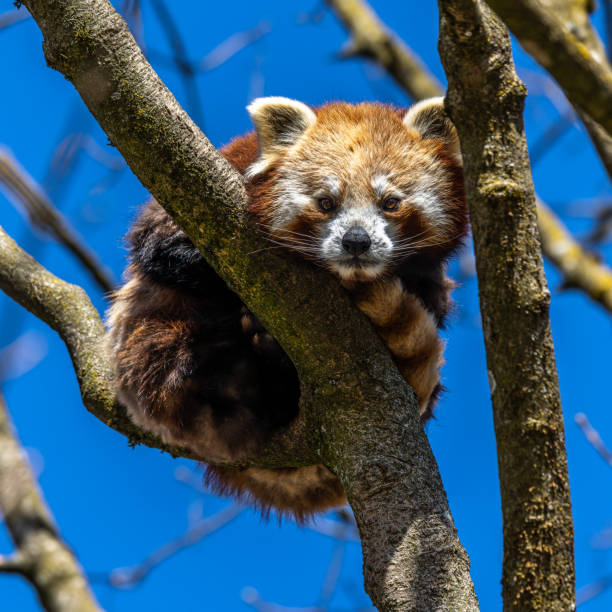 istock The red panda, Ailurus fulgens, also called the lesser panda. 1408691178