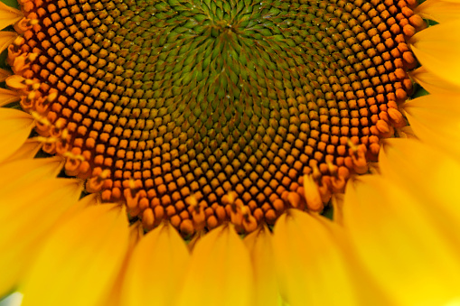 bee on pollen covered