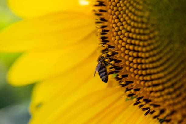 bee on pollen covered