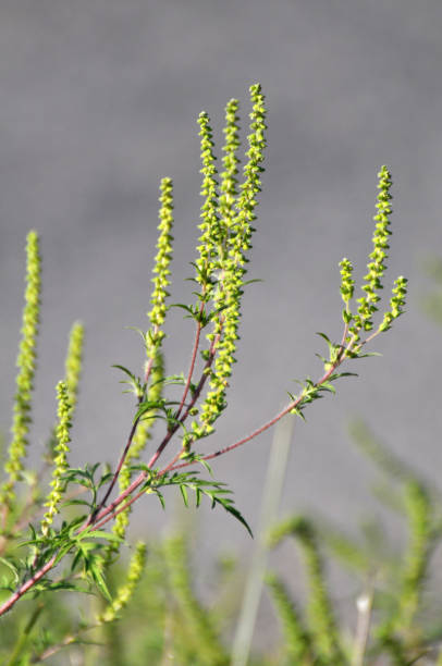 istock Ambrosia (Ambrosia artemisiifolia) grows in nature 1408692116