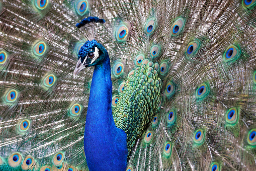 Peacock shows itself in all its glory