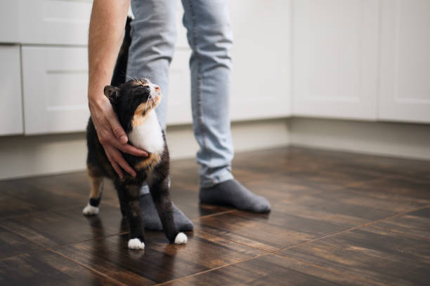 istock Man stroking his cute mottled cat 1408694051