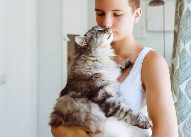 Moment joy, tenderness and love of teenager girl with domestic cat teenage girl with short haircut holds fluffy gray big cat in arms, which purrs and fawns short haired maine coon stock pictures, royalty-free photos & images