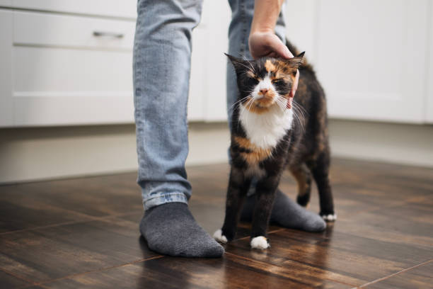 istock Man stroking his cute mottled cat 1408694067