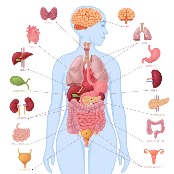 menschliche anatomie. infografik-elemente. weiblicher körper. - inneres organ eines menschen stock-grafiken, -clipart, -cartoons und -symbole