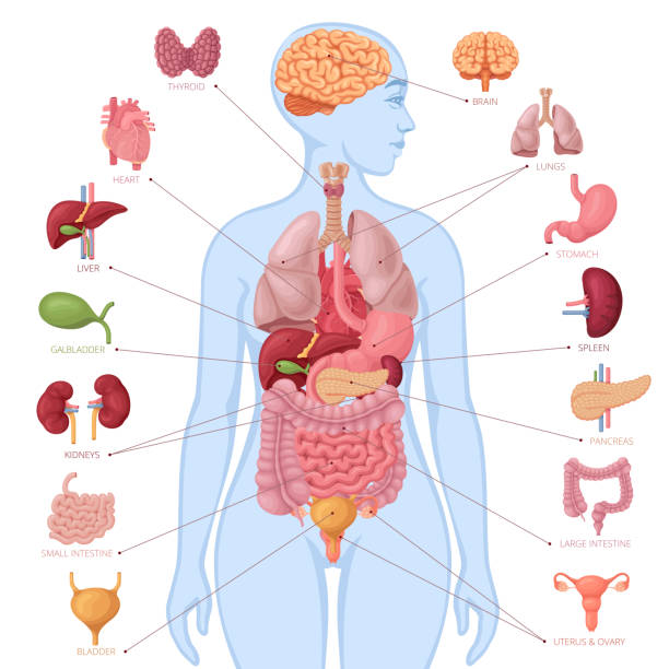 Human anatomy. Infographic elements. Female body. Human anatomy. Infographic elements. Female body. human internal organ stock illustrations
