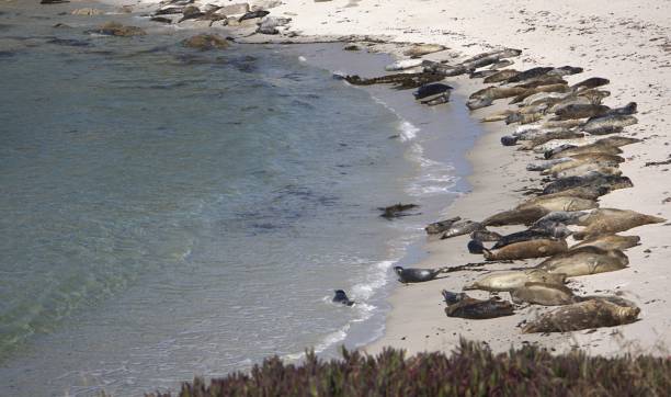 istock Seals on Monterey Bay 1408694324