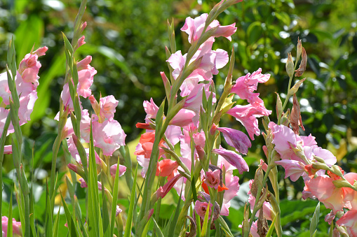 In the summer, gladiolus blooms on the flowerbed