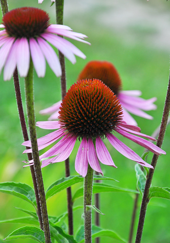 Florecer en la naturaleza echinacea purpurea photo