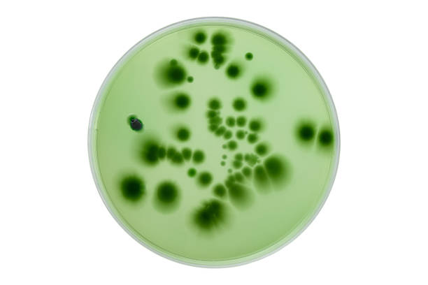 クリッピングと白い背景に細菌を持つペトリ皿および培養培地は、様々な細菌、ウイルス、コロナウイルス、コロナ、covid-19、微生物集団数をテストする。食品科学。 - bacterial colonies ストックフォトと画像