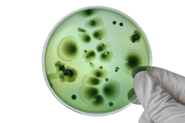hand with petri dish or culture media with bacteria on white background with clipping, test various germs, virus, coronavirus, covid-19, microbial population count, food science. - bacterial mat stockfoto's en -beelden