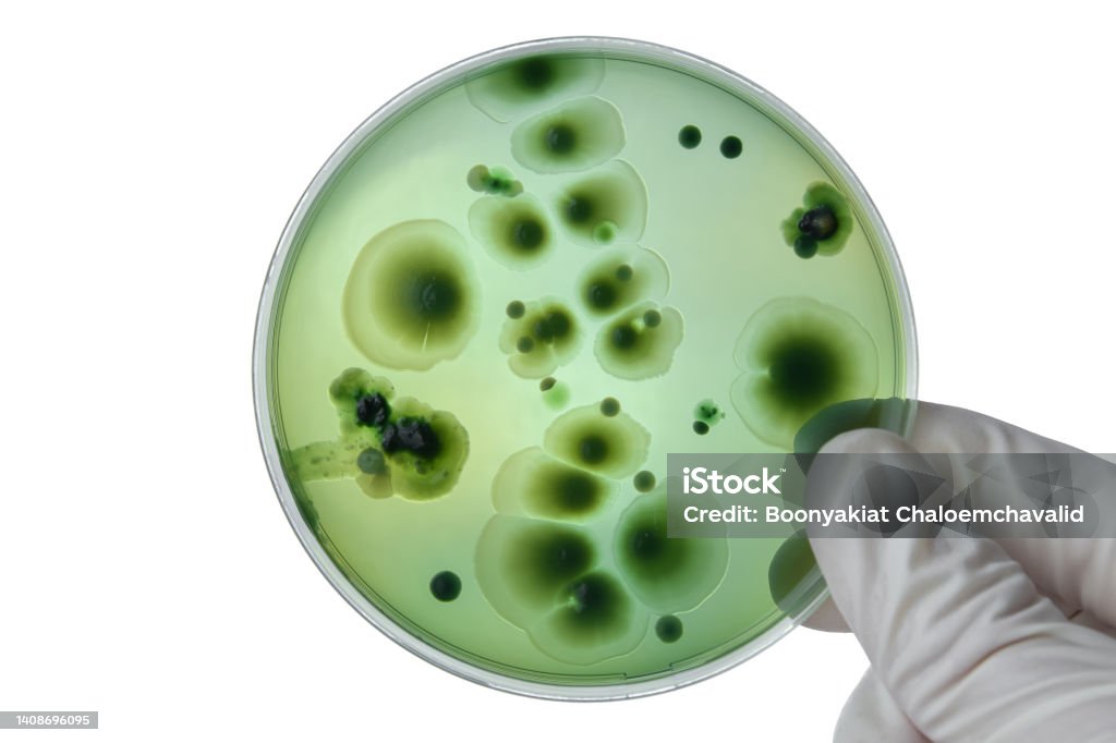Hand with Petri dish or culture media with bacteria on white background with clipping, Test various germs, virus, Coronavirus, COVID-19, Microbial population count, Food science. Fungus Stock Photo