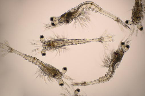 Mysis stage of Vannamei shrimp in light microscope, Shrimp larvae under a microscope, Shrimp, White shrimp, Nauplius, Zoea, Mysis, Larvae. Background.