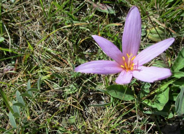 istock Blooming Meadow Saffron (Colchicum autumnale) (Fr : Colchique d'automne) 1408696789