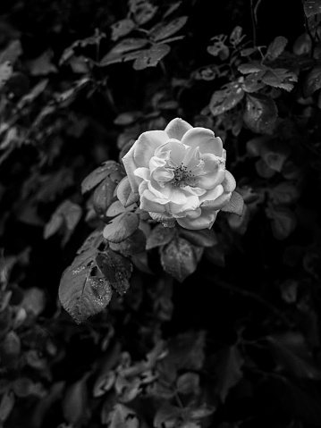white rose blossom in summertime