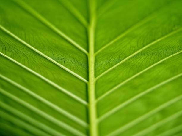 Closeup of green leaf with veins and veinlets.