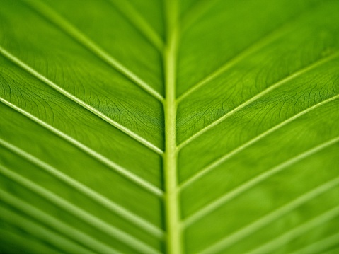 green leaf on white background.