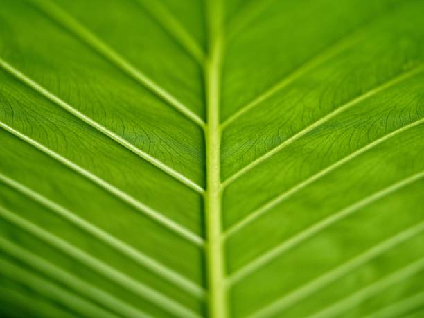 The underside of an elephant ear plant leaf with selective focus The underside of an elephant ear plant leaf with selective focus. The deep veined leaf has a rich green color with lots of texture. taro leaf stock pictures, royalty-free photos & images