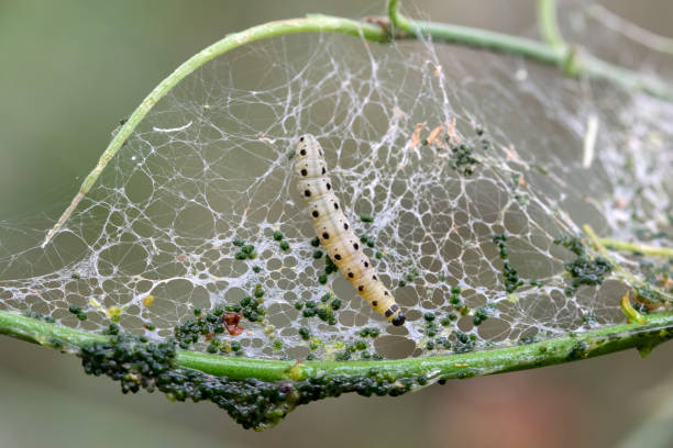 yponomeuta evonymella moth at amsterdam オランダ - insect moth nature ermine moth ストックフォトと画像