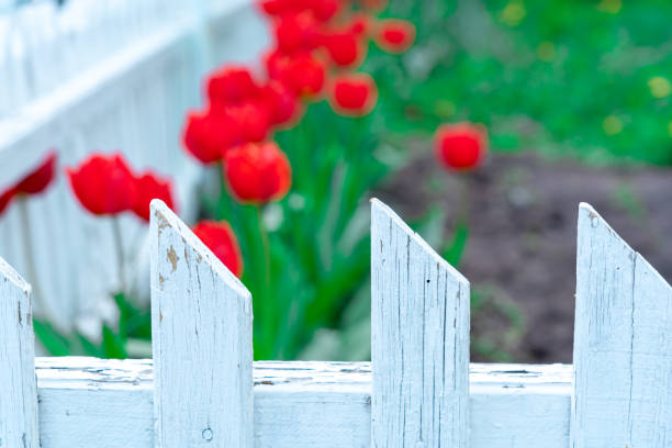 Flowers and plants wind themselves around a white picket fence on an idyllic day with a blue sky in the background.