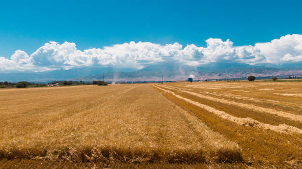 istock Aerial view of ripe barley fields 1408705772