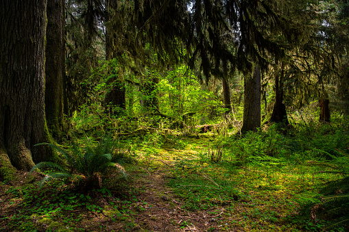 A sunlit clearing in a lush green old growth forest landscape with ferns and moss-covered trees in the Hoh Rain Forest, Olympic National Park, Washington