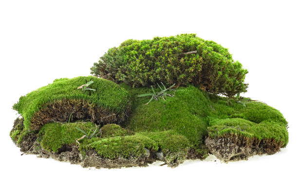 istock Green mossy hill with grass isolated on a white background 1408709497