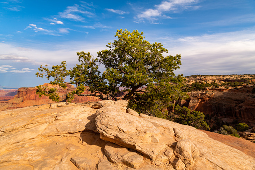 Desert landscape of pinion tree and eroded sandstone along a canyon rim in Canyonlands National Park, Utah