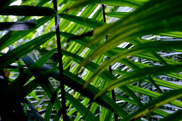 istock Plants at The Huntington Gardens 1408709670