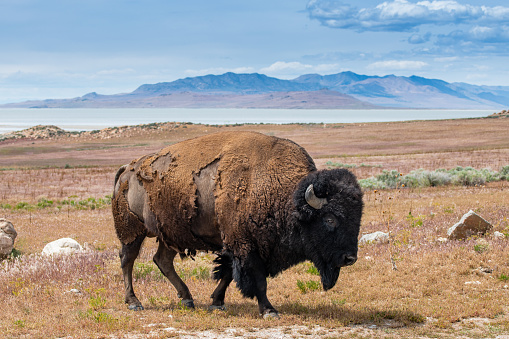 Bull bison with shaggy fur along the shoreline of the Great Salt Lake in Antelope Island State Park, Utah, USA