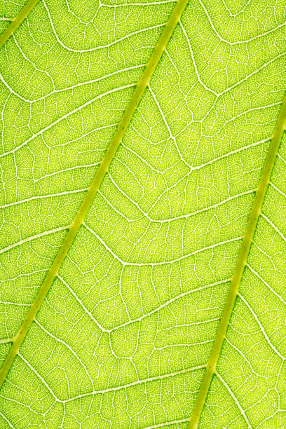 istock Macro photo of green tree leaf 1408709981