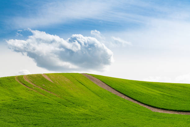 istock Field with rows of spring wheat leading up a hill under a fluffy white cloud with blue sky 1408710060