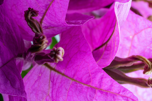Macro photo of purple bougainvillea flower. No people are seen in frame. Shot with a full frame mirrorless camera and a macro lens.