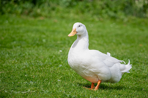 Large white heavy duck also known as America Pekin Duck, Long Island Duck, Pekin Duck, Aylesbury Duck, Anas platyrhynchos domesticus