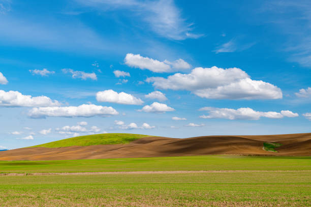 istock Rows of freshly sprouted spring wheat contrasting with brown earth under a bright blue sky with fluffy white clouds 1408710341